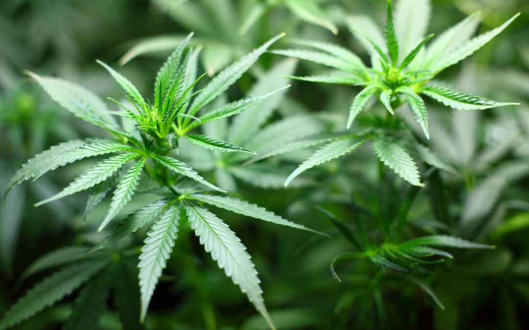 Was die Legalisierung von Cannabis in Deutschland für Investoren bedeutet